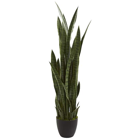 3.5ft. Potted Snake Plant